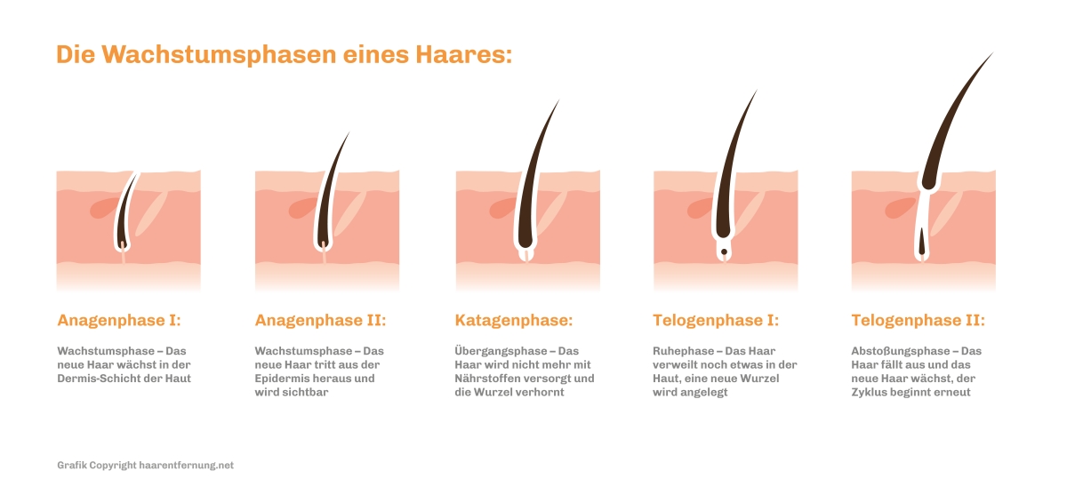 Der Wachstums-Zyklus eines Haares